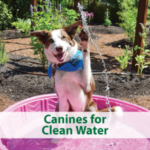 Dog playing in water; click for information about Canines for Clean Water program