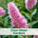 Flower; click for information about the Clean Water Gardens program
